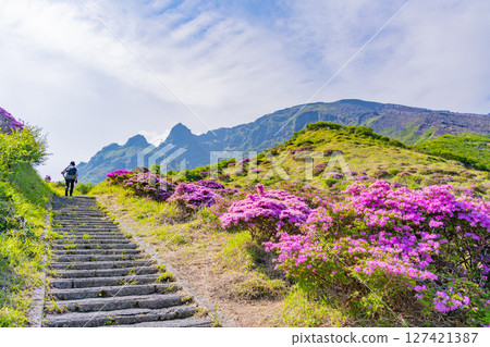 (Kumamoto Prefecture) The beautiful Miyamakirishi flowers of Mount Aso and Sensuikyo 127421387