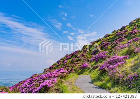 (Kumamoto Prefecture) The beautiful Miyamakirishi flowers of Mount Aso and Sensuikyo 127421388