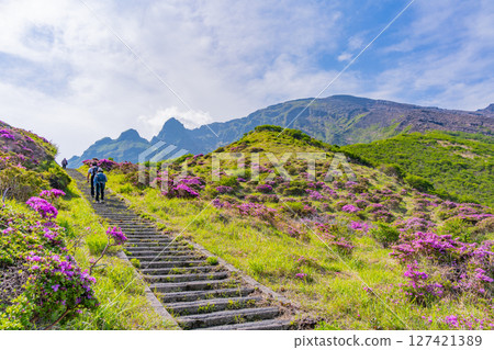 (Kumamoto Prefecture) The beautiful Miyamakirishi flowers of Mount Aso and Sensuikyo 127421389