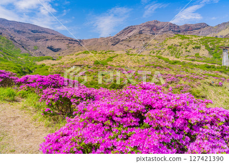 （熊本縣）阿蘇山和仙醉峽的美麗的宮山切花 127421390