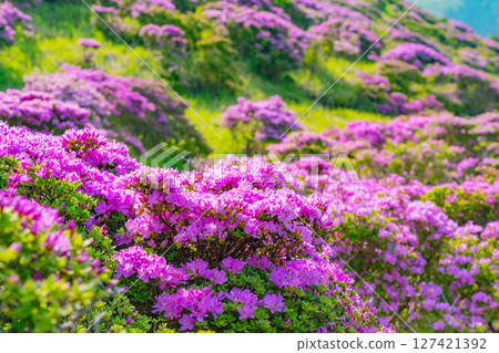 (熊本縣)阿蘇山和仙醉峽的美麗的宮山切花 (熊本縣)阿蘇山和仙醉峽的美麗的宮山切花 127421392