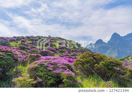 （熊本縣）阿蘇山和仙醉峽的美麗的宮山切花 127421394