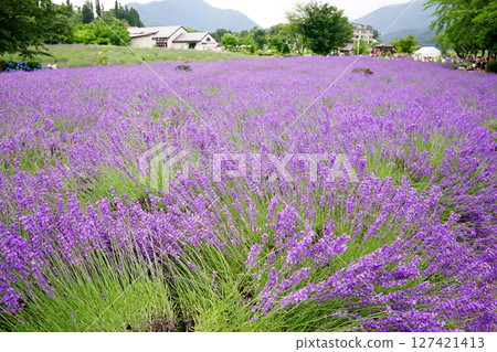 薰衣草花 薰衣草花 127421413