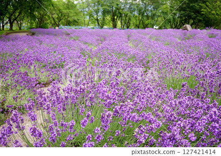 Lavender flowers Lavender flowers 127421414