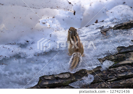 Wild Hokkaido chipmunks inhabiting Hokkaido Wild Hokkaido chipmunks inhabiting Hokkaido 127421436