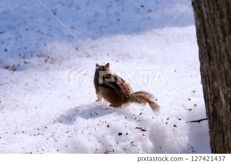 Wild Hokkaido chipmunks inhabiting Hokkaido Wild Hokkaido chipmunks inhabiting Hokkaido 127421437