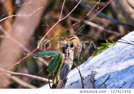 Wild Hokkaido chipmunks inhabiting Hokkaido Wild Hokkaido chipmunks inhabiting Hokkaido 127421438