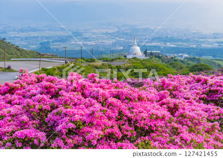 (Kumamoto Prefecture) The beautiful Miyamakirishi flowers of Mount Aso and Sensuikyo 127421455