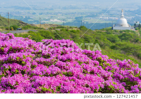 (Kumamoto Prefecture) The beautiful Miyamakirishi flowers of Mount Aso and Sensuikyo 127421457