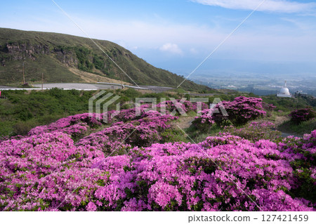 (Kumamoto Prefecture) The beautiful Miyamakirishi flowers of Mount Aso and Sensuikyo (Kumamoto Prefecture) The beautiful Miyamakirishi flowers of Mount Aso and Sensuikyo 127421459