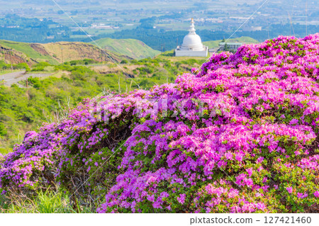 (Kumamoto Prefecture) The beautiful Miyamakirishi flowers of Mount Aso and Sensuikyo (Kumamoto Prefecture) The beautiful Miyamakirishi flowers of Mount Aso and Sensuikyo 127421460