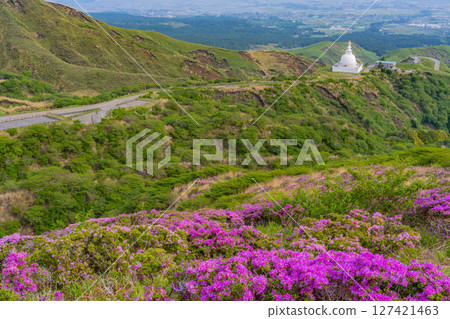 (Kumamoto Prefecture) The beautiful Miyamakirishi flowers of Mount Aso and Sensuikyo (Kumamoto Prefecture) The beautiful Miyamakirishi flowers of Mount Aso and Sensuikyo 127421463