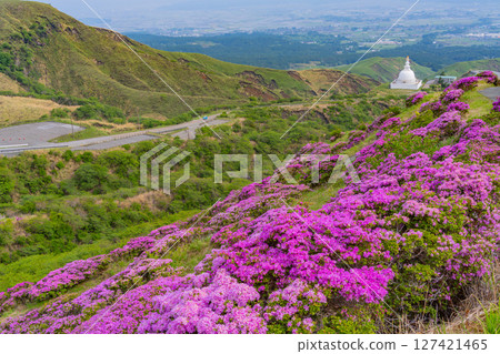 (Kumamoto Prefecture) The beautiful Miyamakirishi flowers of Mount Aso and Sensuikyo (Kumamoto Prefecture) The beautiful Miyamakirishi flowers of Mount Aso and Sensuikyo 127421465