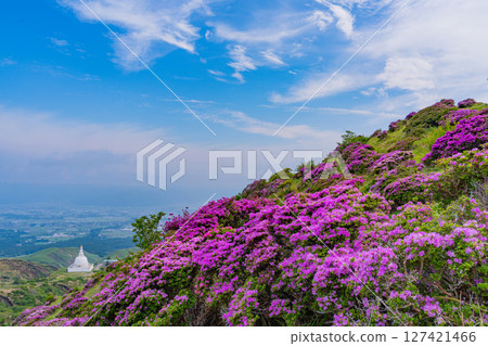 (Kumamoto Prefecture) The beautiful Miyamakirishi flowers of Mount Aso and Sensuikyo 127421466