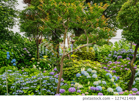 Bunkyo Ward, Tokyo Hakusan Shrine, Hakusan Sengen Shrine's Oyama, Bunkyo Hydrangea Festival 127421469