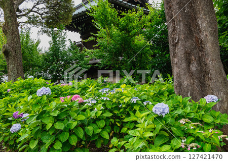 Bunkyo Hydrangea Festival at Hakusan Shrine, Bunkyo Ward, Tokyo 127421470