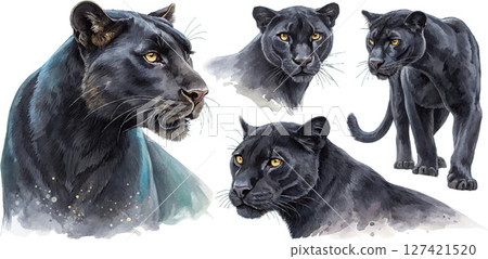 Watercolor Black Panthers Watercolor Black Panthers 127421520