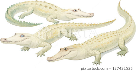 Three Cute Baby Alligators Three Cute Baby Alligators 127421525