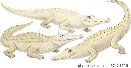 Three Cute Baby Alligators 127421526