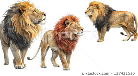 Three Majestic Lions 127421530