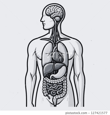 黑色背景下人體內部器官的插圖 127421577