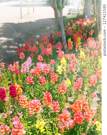 A park where snapdragons bloom [Vertical composition] 127421580