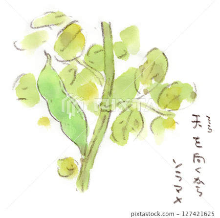 A watercolor illustration of broad beans, a plant that grows in the rainy season and early summer and turns to face the sky as the harvest season approaches. A watercolor illustration of broad beans, a plant that grows in the rainy season and early summer and turns to face the sky as the harvest season approaches. 127421625
