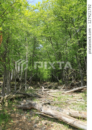 Forest road leading to the Taushubetsu River Bridge (Hokkaido, Japan) 127421792