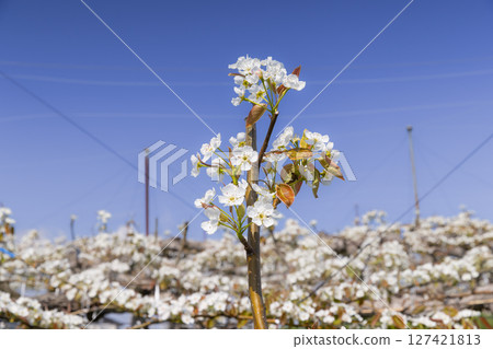 Pear flowers in full bloom in a pear orchard in spring 127421813
