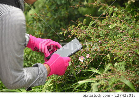Hand of an Asian female scientist uses her phone to take pictures of plants growing on a rock wall Hand of an Asian female scientist uses her phone to take pictures of plants growing on a rock wall 127422015