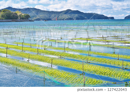 [五所灣風景（青海農耕）] 三重縣渡洗郡南伊勢町五所浦 127422043