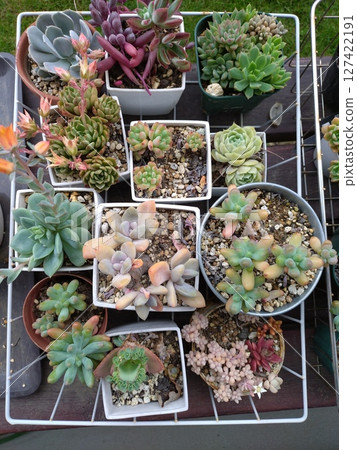 長凳上的多肉植物 2 127422191