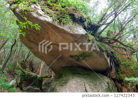 Yakushima National Park Shiratani Unsuikyo Gorge - The Cave of the Crossing where the Gods Dwell (April Yakushima National Park Shiratani Unsuikyo Gorge - The Cave of the Crossing where the Gods Dwell (April 127422343