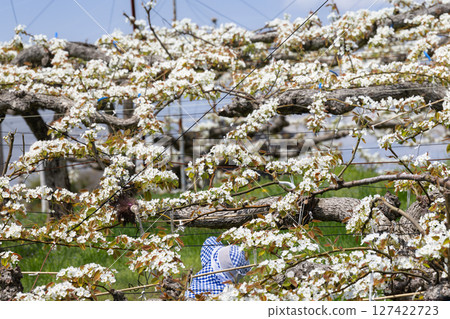 人工授粉梨花授粉工作 127422723