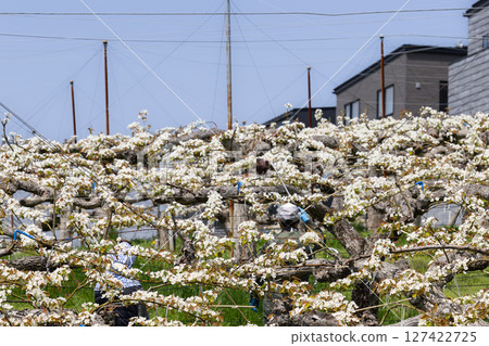 Artificial pollination pear flower pollination work 127422725