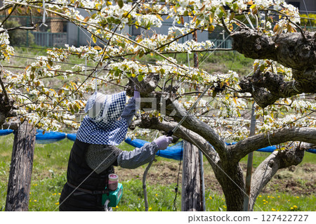 Artificial pollination pear flower pollination work Artificial pollination pear flower pollination work 127422727