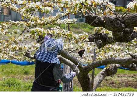 人工授粉梨花授粉工作 127422729