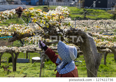 Artificial pollination pear flower pollination work 127422736
