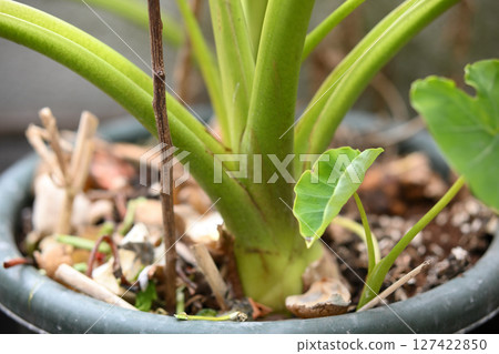 Taro sprouting from a pot Taro sprouting from a pot 127422850