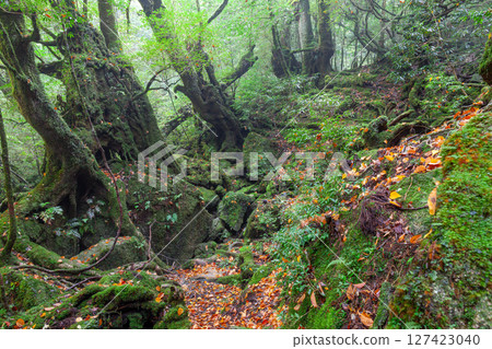 Yakushima National Park Shiratani Unsuikyo Gorge - A forest of colorful fallen leaves (Autumn) Yakushima National Park Shiratani Unsuikyo Gorge - A forest of colorful fallen leaves (Autumn) 127423040