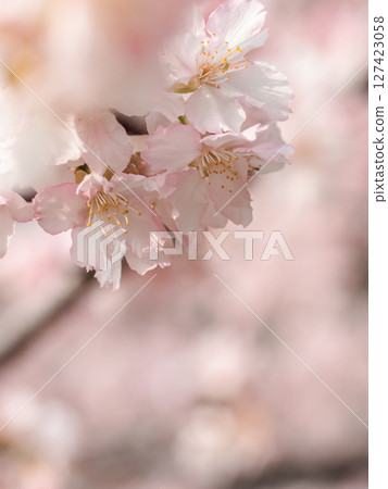 Pink cherry blossom closeup Pink cherry blossom closeup 127423058