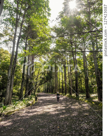 A trail surrounded by green trees A trail surrounded by green trees 127423087