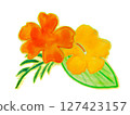 Hibiscus 127423157