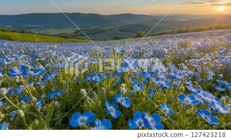 粉蝶花花田和日出風景 127423218