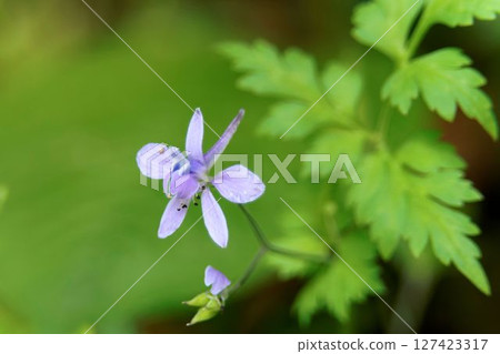 Seri babuen Seri babuen 127423317