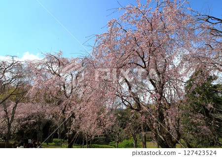 在Arai Jojo公園垂枝櫻花 在Arai Jojo公園垂枝櫻花 127423524