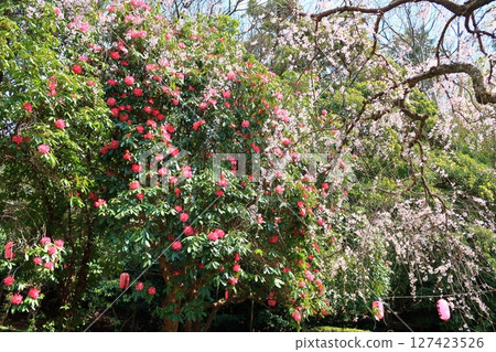 在Arai Jojo公園垂枝櫻花 在Arai Jojo公園垂枝櫻花 127423526