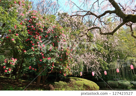 在Arai Jojo公園垂枝櫻花 127423527
