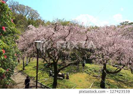 Weeping cherry blossoms at Arai Jojo Park 127423539