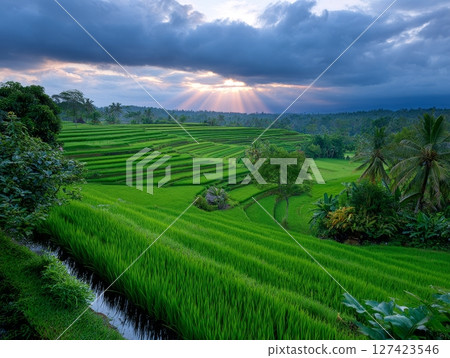 Lush green terraced rice fields at sunset in scenic bali landscape. 127423546